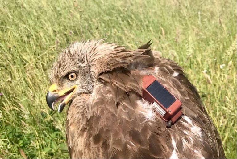 La Sociedad Españañola de Ornitología realiza el marcaje con GPS de un milano negro en Tordesillas