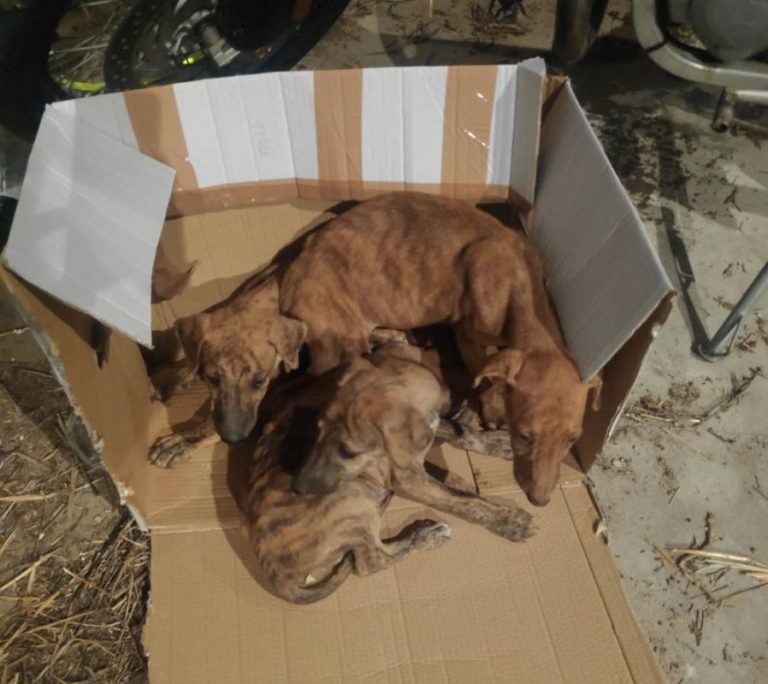 La Policía Local de Medina recoge tres cachorros de galgo abandonados tras el aviso de un vecino