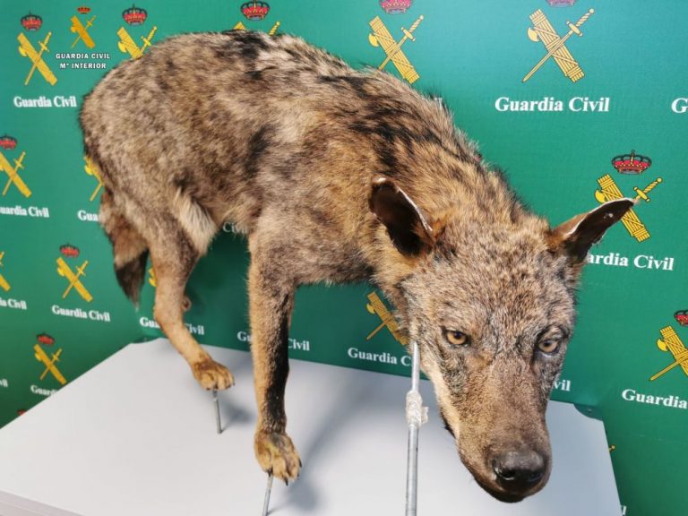 La Guardia Civil investiga a tres personas por varios delitos de caza sobre el lobo ibérico