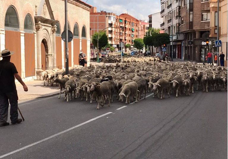 Un rebaño de más de 1.300 ovejas recorre las calles de la Villa