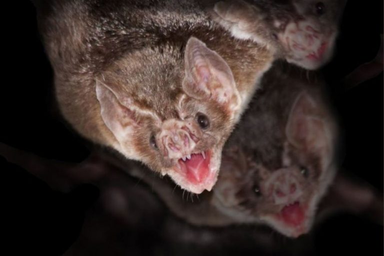 Protocolo de actuación frente a mordeduras o agresiones de animales