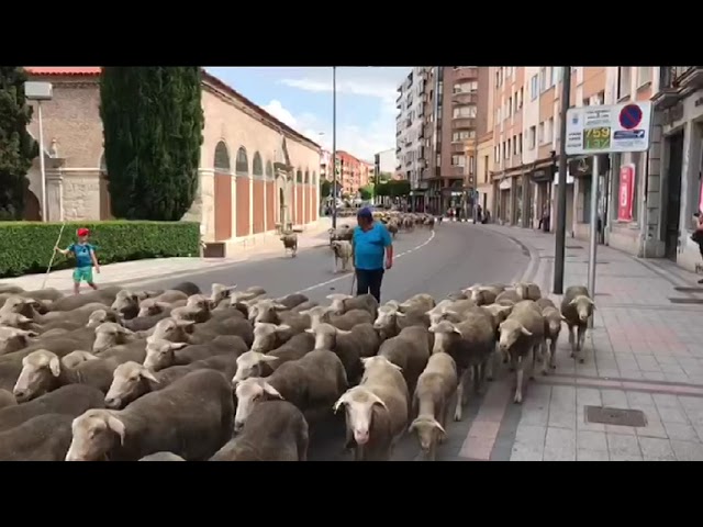 Trashumancia por Medina del Campo. Cerca de 1500 cabezas de ganado lanar en el centro de Medina