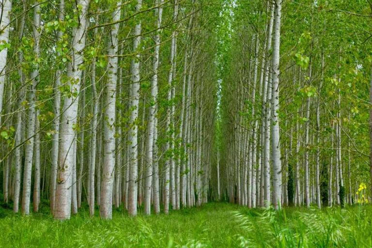 La Junta enajena madera de chopo consiguiendo el mayor precio de la Historia