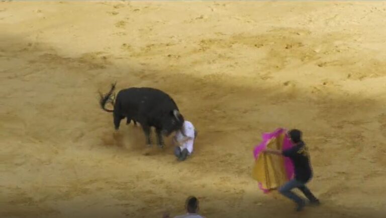 Medina del Campo: el  cortador José Pascual sufre una cogida