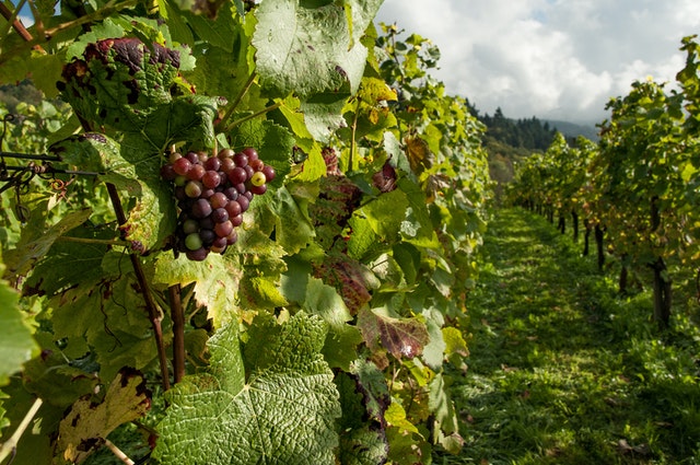 La Consejería de Agricultura convoca las elecciones de los consejos reguladores de las denominaciones de origen de vino
