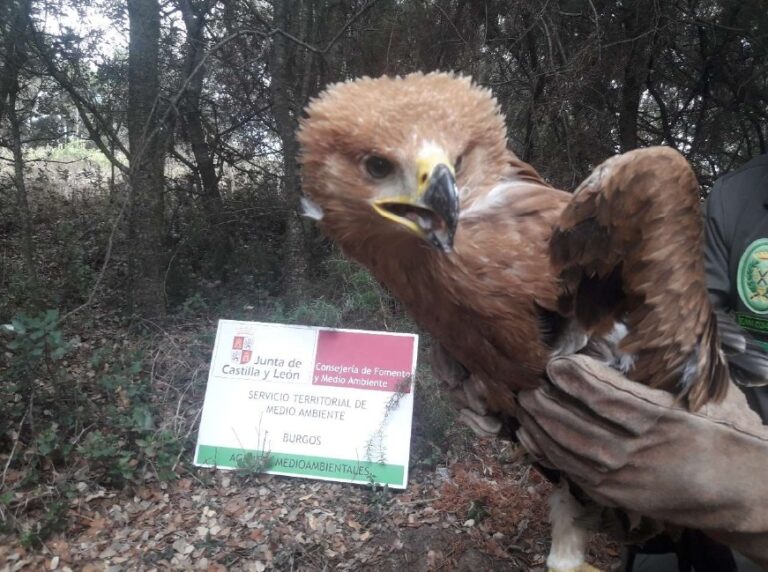 Rescatado un pollo de águila Imperial en Aranda de Duero