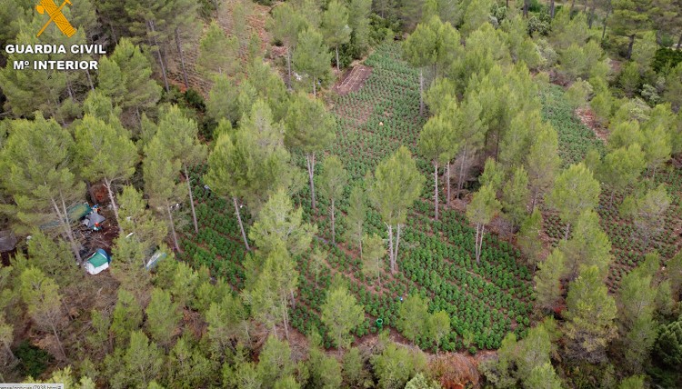 Incautan 29.000 plantas de marihuana, la plantación se ocultaba en un pinar