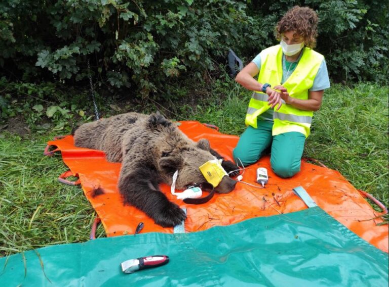 El programa de captura y radiomarcaje de oso pardo en Castilla y León se inició con éxito con una osa en Alto Sil