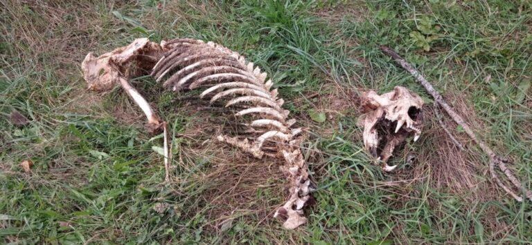 Aparecen los restos esqueletizados de un ejemplar adulto de oso pardo en tierras leonesas