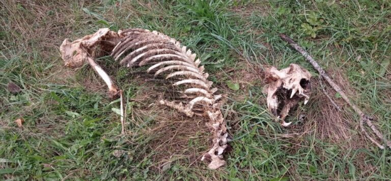 Aparecen los restos esqueletizados de un ejemplar adulto de oso pardo en tierras leonesas