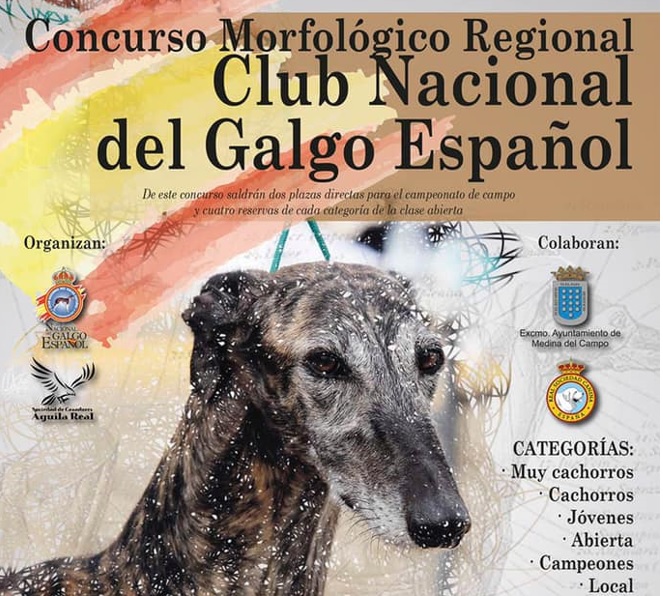 La Plaza de Toros de Medina del Campo acoge el Concurso Morfológico Regional del Club Nacional del Galgo Español