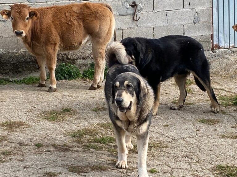 La coexistencia de la ganadería con el oso parto reúne a técnicos de varias instituciones en León