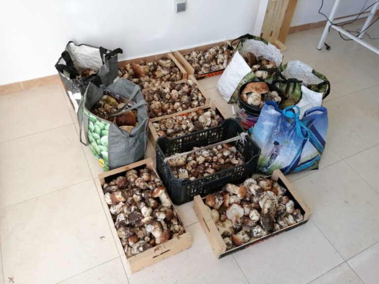 Los primeros decomisos micológicos alcanzan 154 kilos