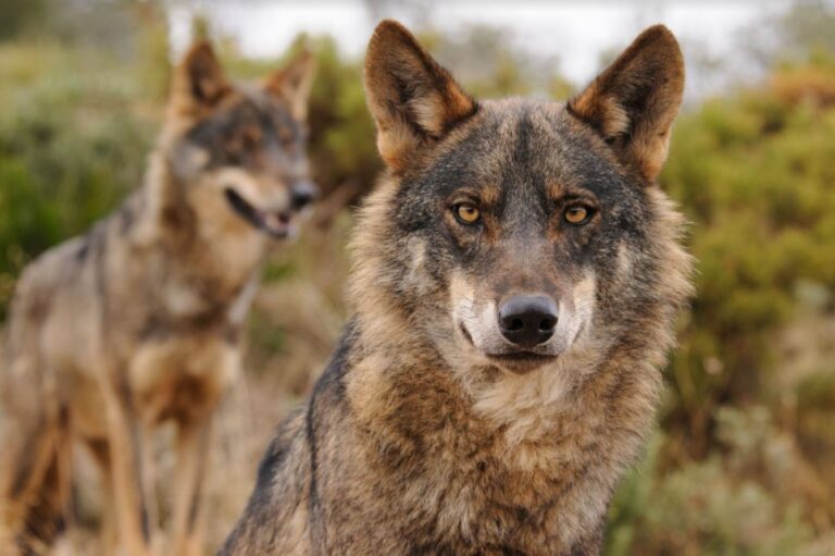 El Supremo confirma la legalidad del plan de la Junta de caza del lobo al norte del Duero del periodo 2016 – 2019