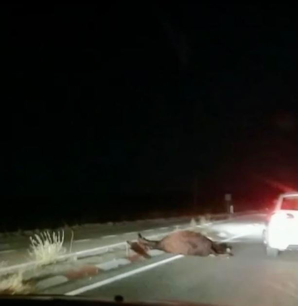 Un burro es atropellado en la carretera Peñaranda, frente al Hospital de Medina del Campo
