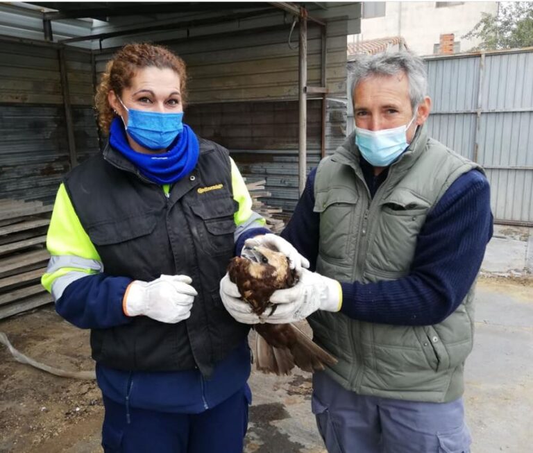 Rescatan a un ejemplar herido de aguilucho lagunero en Nava del Rey