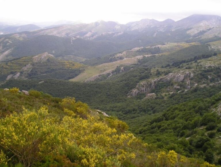Castilla y León, la comunidad autónoma con mayor superficie de monte certificado mediante sistemas de gestión forestal sostenible
