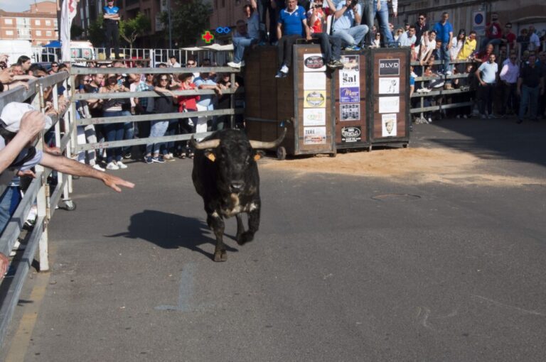 Medina del Campo celebrará el ‘Toro de la Feria’ el próximo 4 de junio