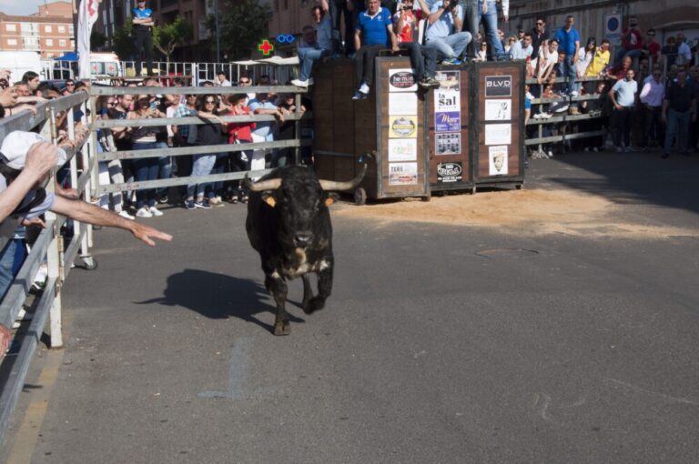 Toro del Cajón en Medina del Campo