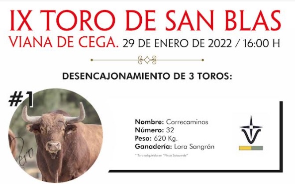Viana de Cega recupera el Toro de San Blas el próximo 29 de enero