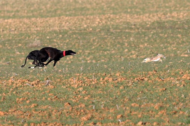Nava del Rey acogerá las pruebas del Campeonato Nacional de Galgos a partir del 13 de enero de 2024