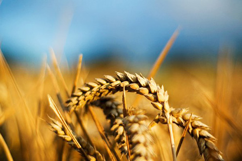agricultura