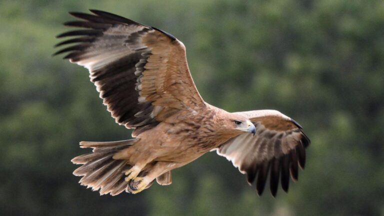 Alerta en Salamanca: confirman un caso de gripe aviar en un águila calzada hallada en Pedraza de Alba