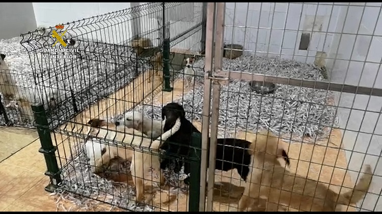 La Guardia Civil investiga a una empresa por la comercialización ilícita de animales domésticos