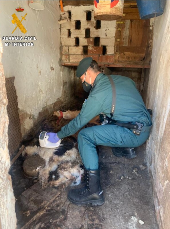La Guardia Civil investiga a una persona que dejó morir de inanición a tres perros