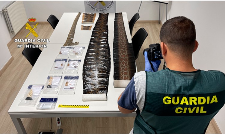La Guardia Civil recupera 100 piezas de marfil, pieles de serpientes y lagartos dispuestos para su venta ilegal en el País Vasco