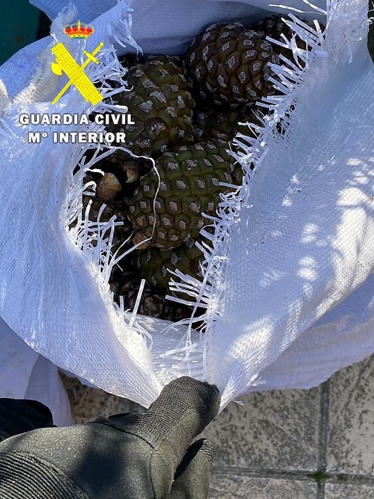 La Guardia Civil interviene 150 kilogramos de piñas piñoneras obtenidas ilegalmente