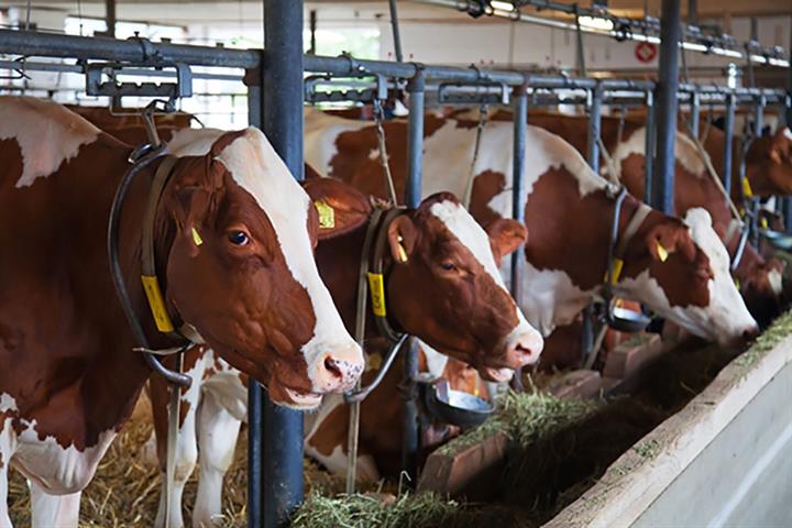 Agricultura, Pesca y Alimentación saca a consulta pública la modificación de la normativa que regula los contratos en el sector lácteo