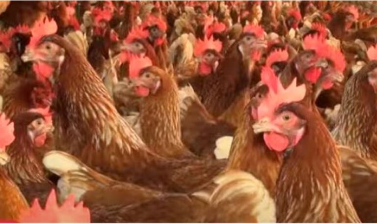 Continúa aumentando los focos de gripe aviar en Castilla y León