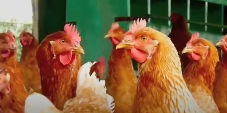 Declarado un foco de gripe aviar en una explotación de gallinas ponedoras de Íscar