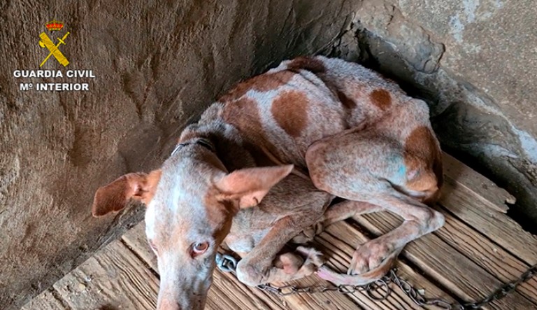 La Guardia Civil rescata a 39 perros en pésimas condiciones