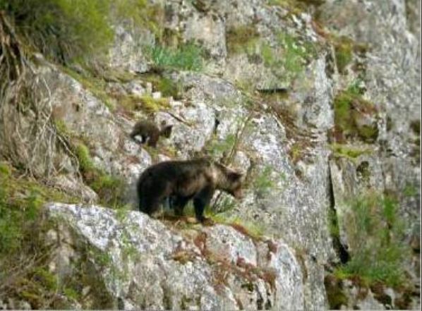 Una experiencia europea de restauración forestal mejorará el hábitat del oso pardo