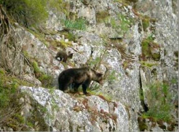 La población de osos pardos en la Cordillera Cantábrica supera con creces los 300 ejemplares