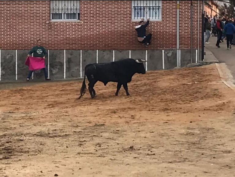 El martes comienzan las Fiestas de San Ginés en Torrecilla de la Orden