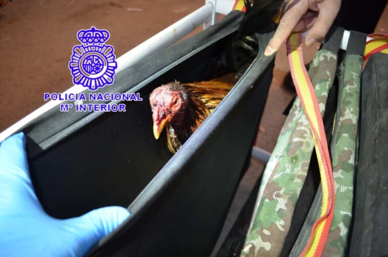 La Policía Nacional desmantela una pelea de gallos clandestina con 60 asistentes en el barrio de Las Flores