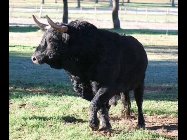 Vuelve el «Toro de San Nicolás» – Sábado 19 de Marzo Madrigal soltará 3 toros desde cajones