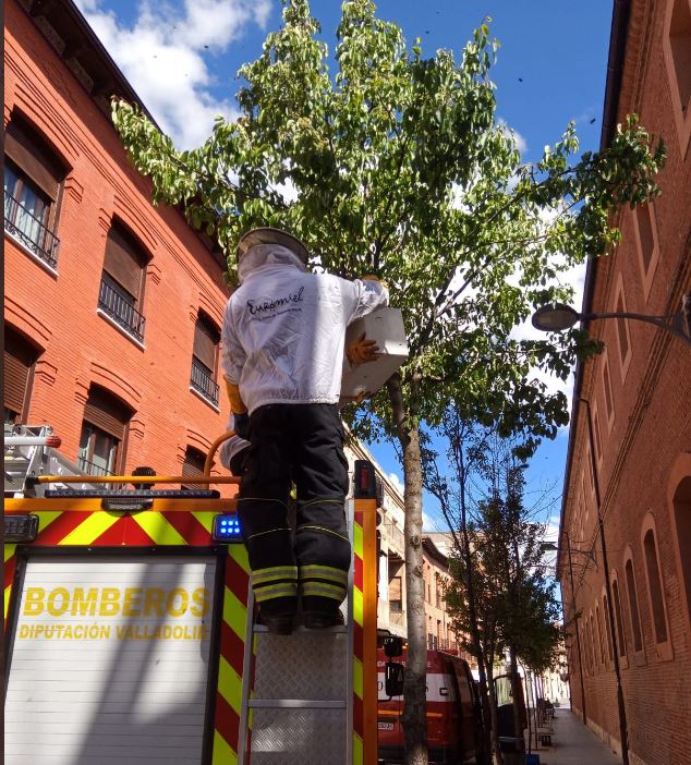 Los bomberos retiran un enjambre en el casco urbano de Medina del Campo