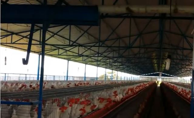La UE da por extinguido el foco de gripe aviar detectado en Íscar