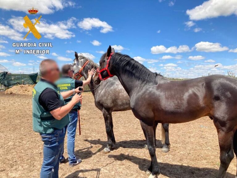 La Guardia Civil de Medina localiza en Tordesillas dos caballos robados del Club Hípico de Cáceres