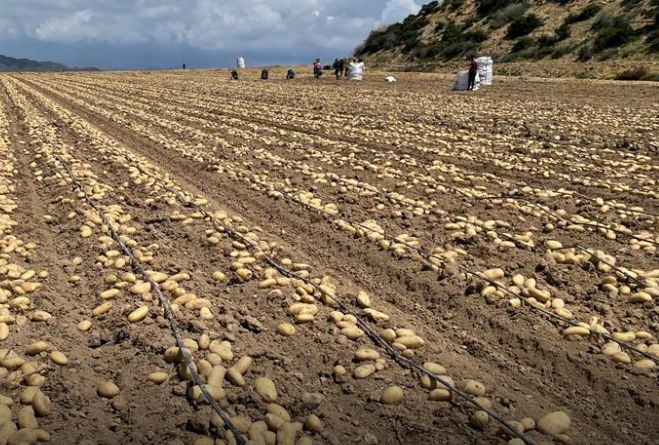 El PP promete actuar ya por la sanidad del cultivo de patata tras la presión de los pueblos productores