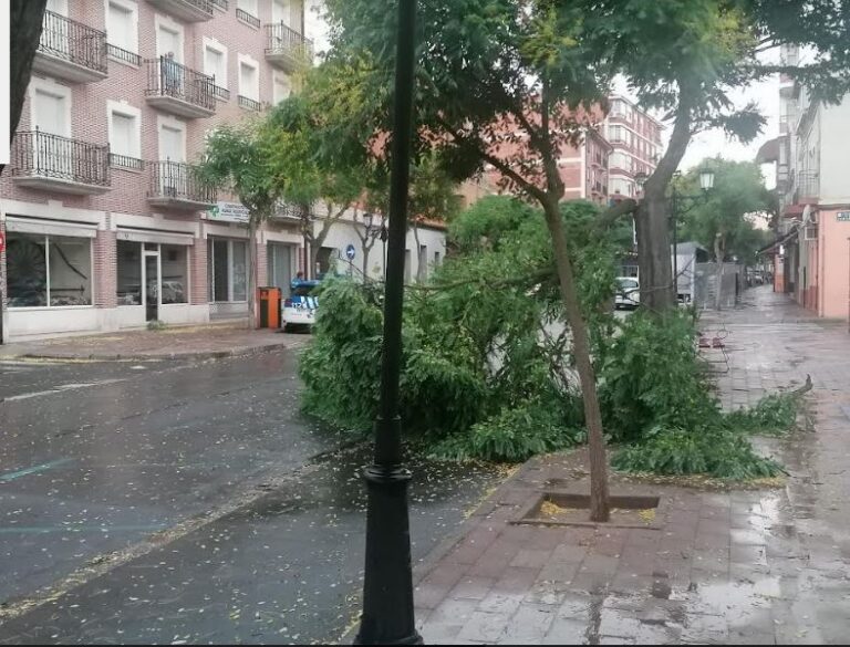 Medina del Campo: El viento durante una tormenta provoca la caída de una considerable rama en la Avenida Portugal