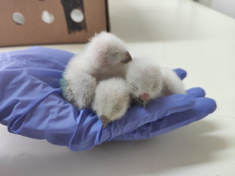 La red de Centros de Recuperación de Animales Silvestres de Castilla y León recibió más de 6.000 ejemplares de fauna silvestre durante 2021