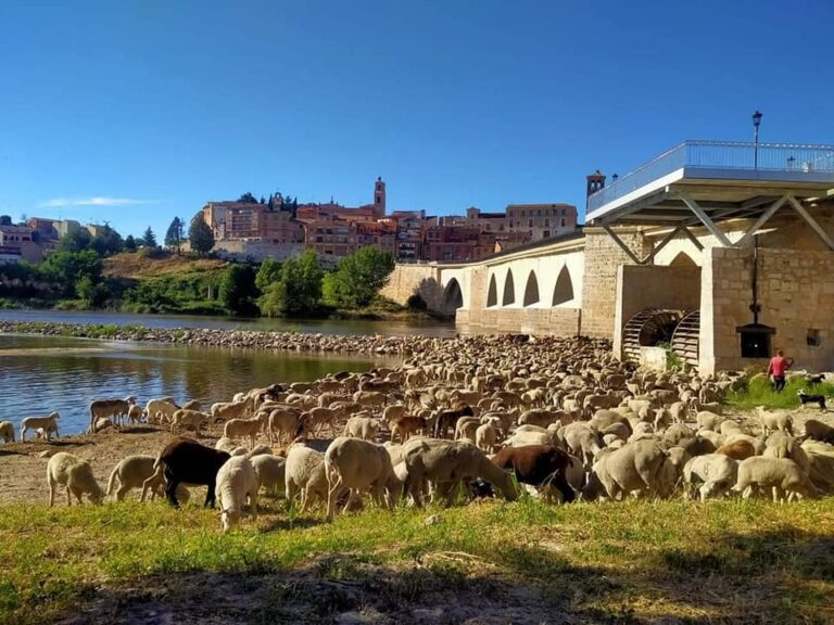 1.200 ovejas llegan a Tordesillas en su camino a los Picos de Europa