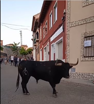 Multitudinaria y sin incidentes la suelta de toros en Tordesillas