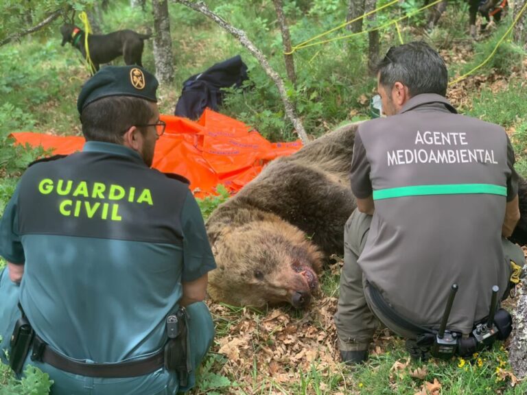 Operativo para localizar a dos osos y un osezno despeñados en la Montaña Palentina