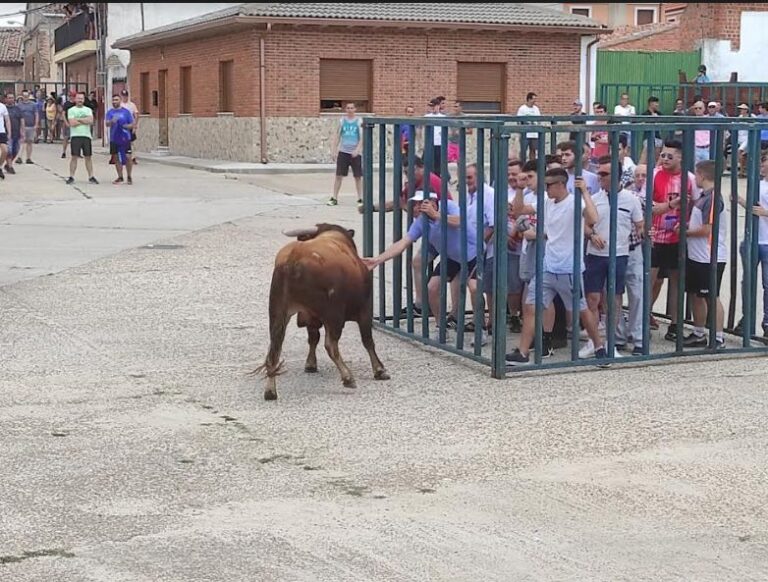 Dos encierros urbanos, uno ecológico y uno campero para celebrar «El Carmen» en Villaverde de Medina